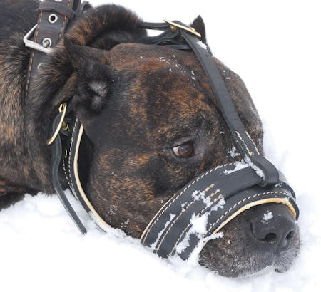 Medium+to+large+dog+breeds+that+don