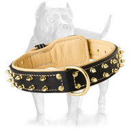 New Fashioned Leather Pitbull Collar with Goldish Rows of Spikes New Fashioned Leather Pitbull Collar with Goldish Rows of Spikes