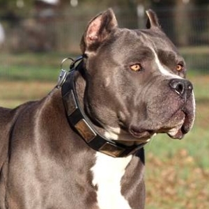 Big Dog Breeds Saggy Neck Big Dog Breeds Saggy Neck