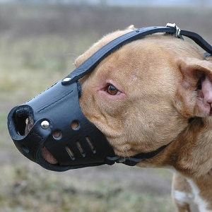 american pitbull terrier game bred bloodlines garrett s crenshaw s ch jeep rom patricks tombstone rom american pitbull terrier game bred bloodlines garrett s crenshaw s ch jeep rom patricks tombstone rom