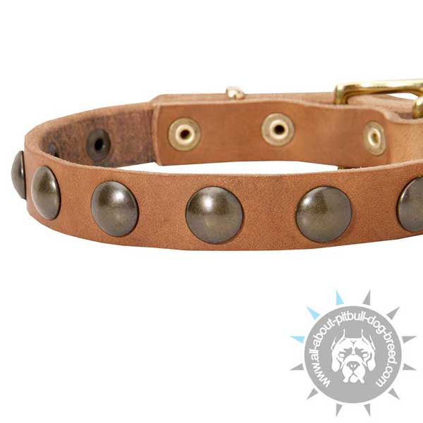 Fashionable decorated leather dog collar 