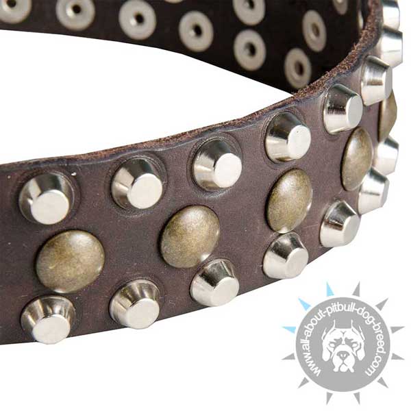 Studs and Pyramids on Leather Pitbull Collar