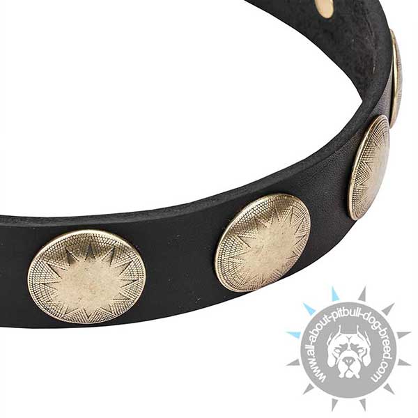 Engraved Brass Studs on Leather Pitbull Collar