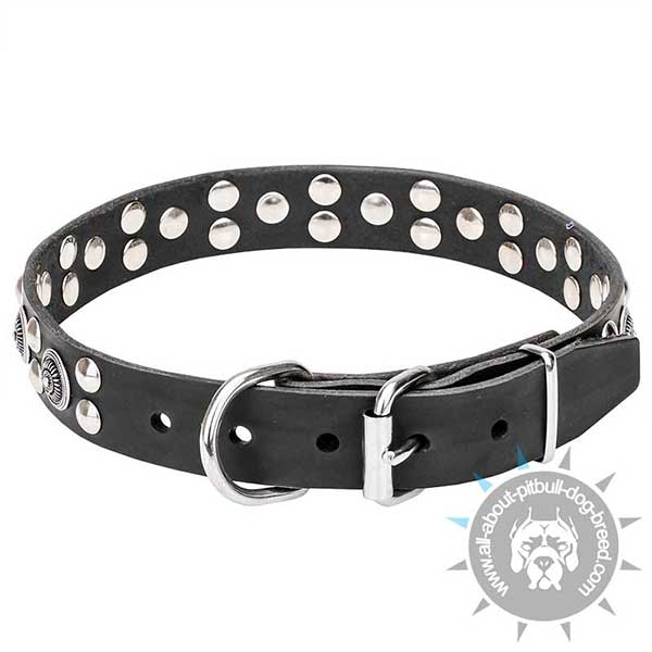 Wide Leather Pitbull Collar with Chrome Plated Buckle and D-ring
