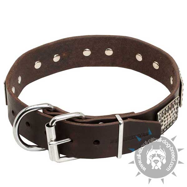 Pitbull Leather Collar with Strong Fittings