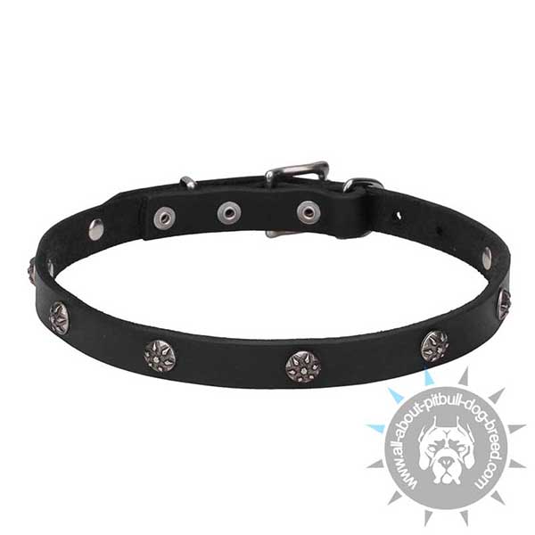 Studded Leather Pitbull Collar with Engraved Studs