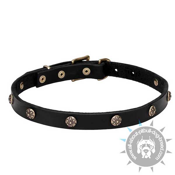 3/4 inch Wide Leather Dog Collar with Brass Round Studs