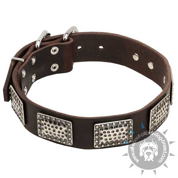 War Dog Leather Collar  with Massive Plates