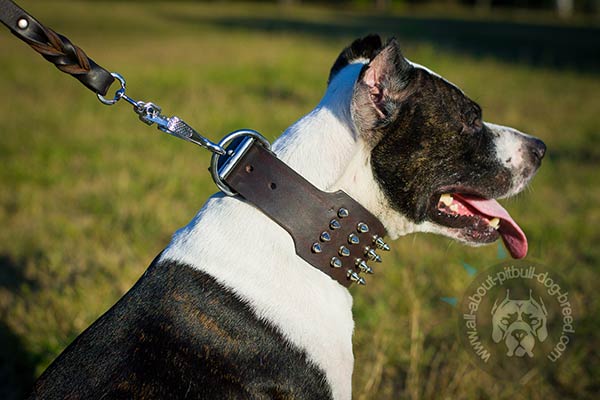 Pitbull collar made of genuine leather