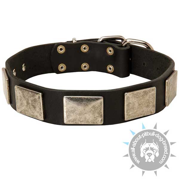 Riveted Leather Pitbull Collar for Daily Walking