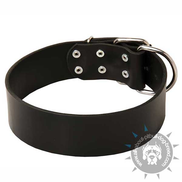 Extra wide leather Pitbull collar with nickel buckle