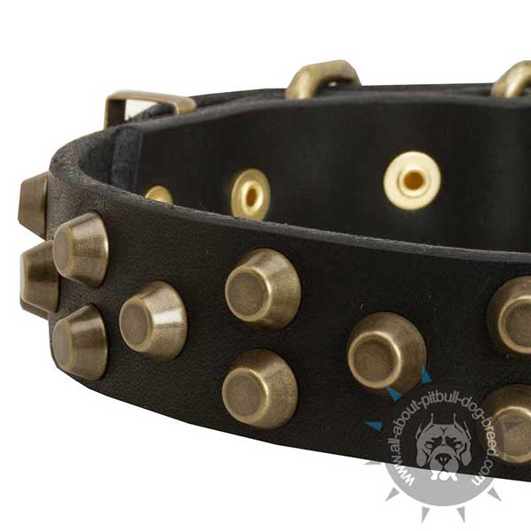 Studded leather dog collar adorned with  brass pyramids 