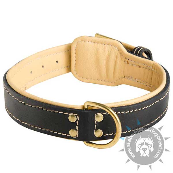Special strong leather collar     with brass D-ring