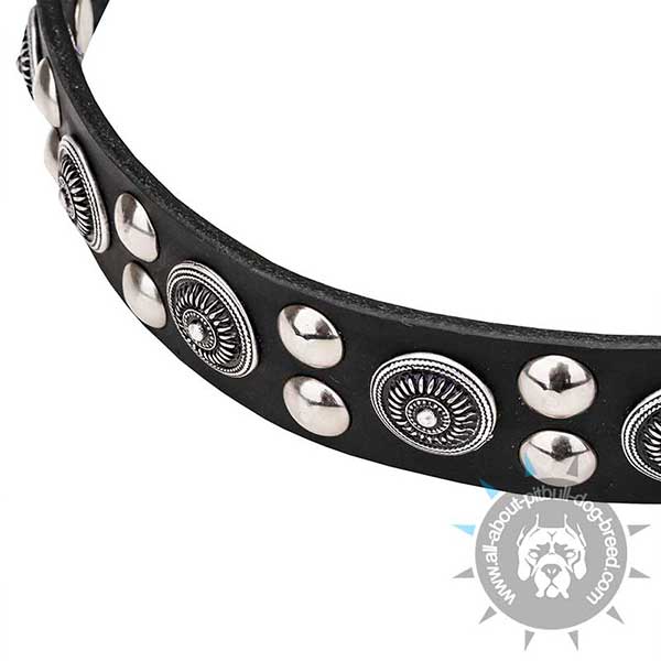    Shiny Chrome Plated Studs and Circles on Wide Dog Collar
