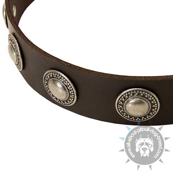  Leather Pitbull Collar with Nickel Plated Circles