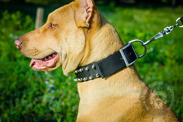 Nylon Pitbull collar with strong fittings