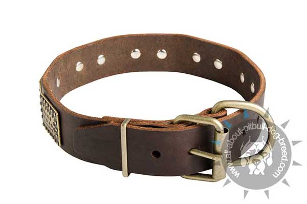 Leather Pitbull Collar with Reliable Brass Fittings