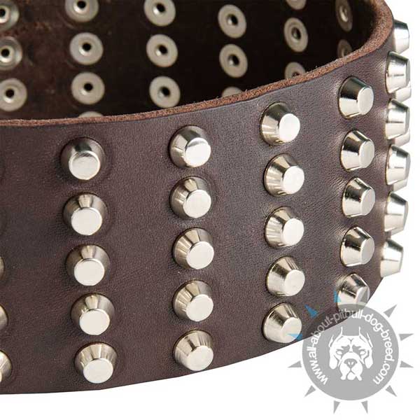 Leather Pitbull Collar with Decorated with Rows of Studs