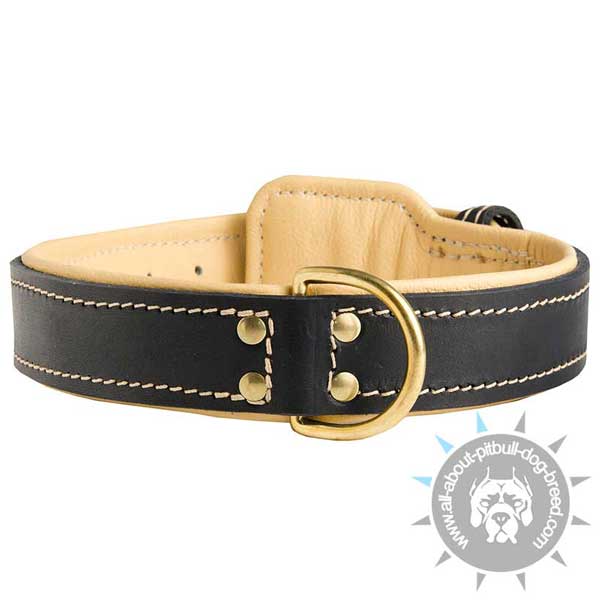 Stitched Pitbull Collar Padded with Fur Saver Leather Plate