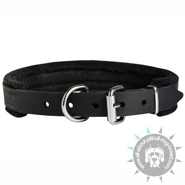 Padded Leather Pitbull Collar with Nickel Plated Hardware