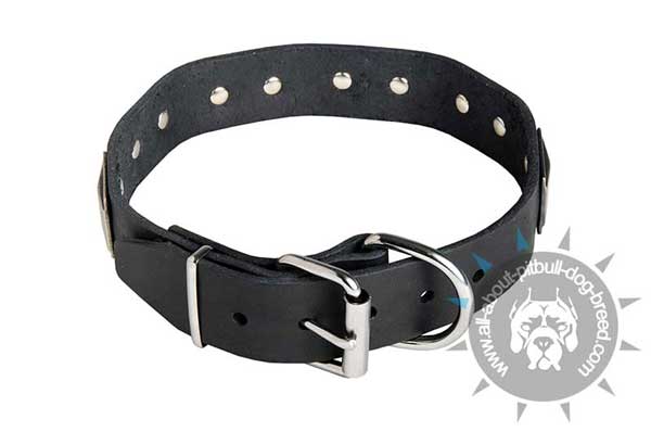 Leather Pitbull Collar with Riveted Fittings