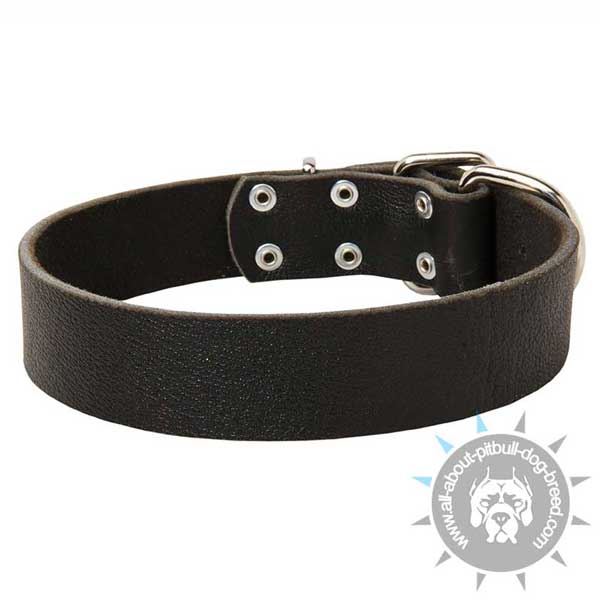  Pitbull Collar for Daily Use