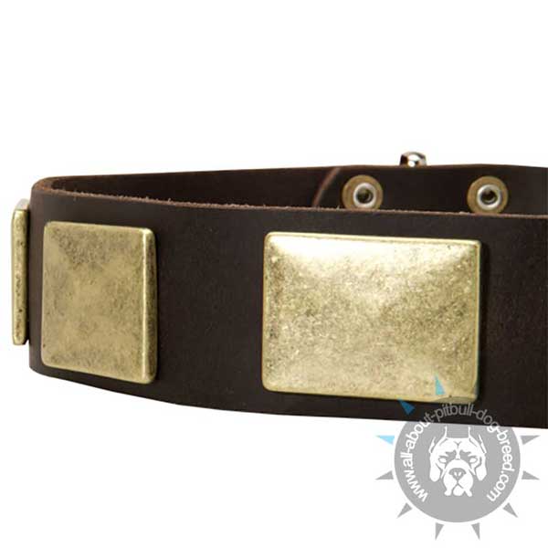 Leather Pitbull Collar Strap Decorated with Large Old Brass Plates