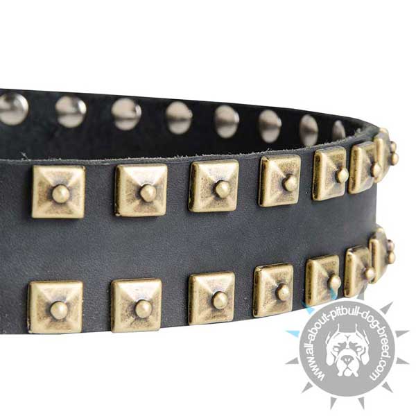 Leather Pitbull Collar Strap Decorated with Hand Set Square Brass Studs