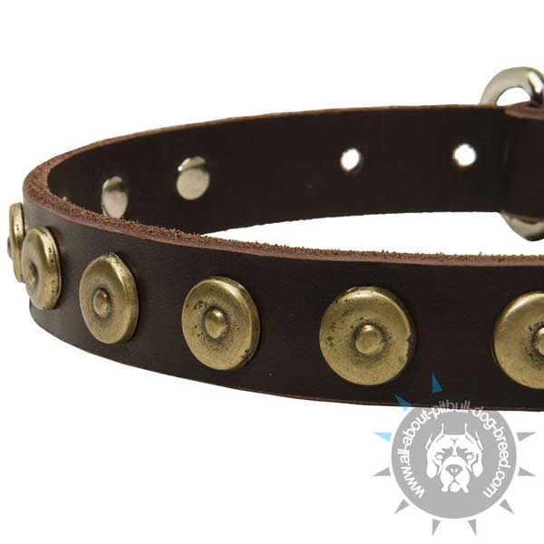 Leather Pitbull Collar Strap with Dotted Brass Circles