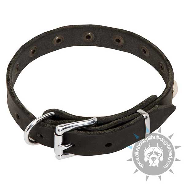 Studded Leather Pitbull Collar with Nickel Plated Buckle and Ring