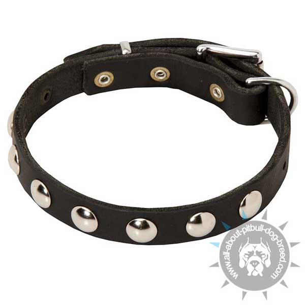 Studded Leather Pitbull Collar with Riveted Hardware