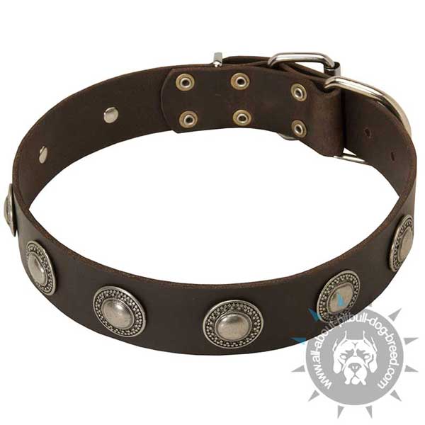 Decorated Pitbull Collar for Daily Use