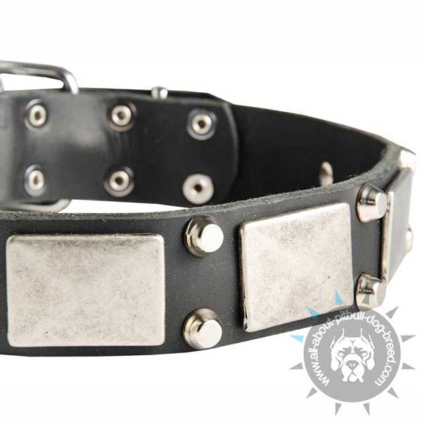 Leather Pitbull Collar with 2 Pyramids between Plates