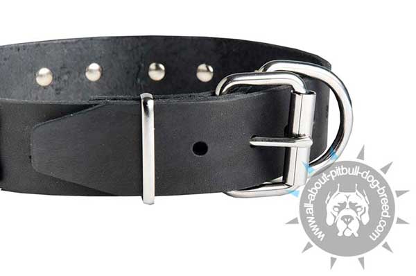 Leather Pitbull Collar Equipped with Buckle and Ring