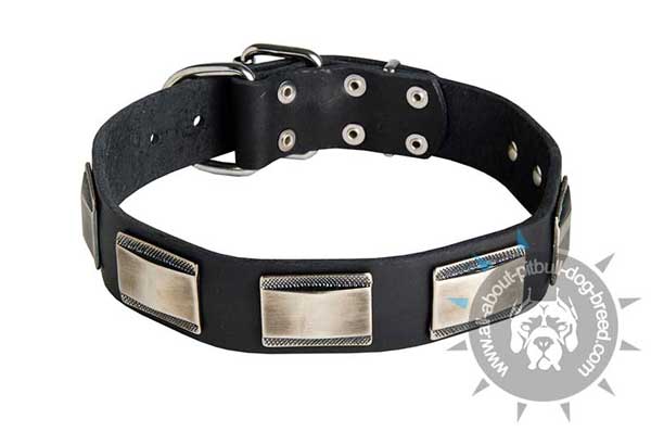 Leather Pitbull Collar with Decorative Nickel Plates