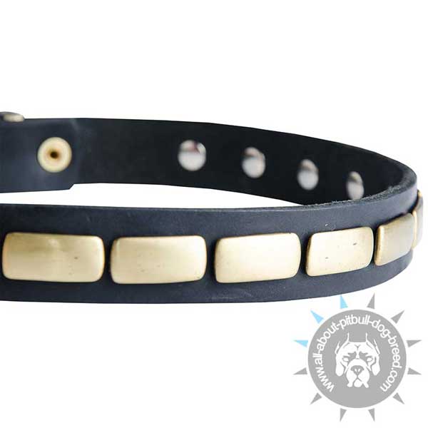 Leather Pitbull Collar Strap with Hand Set Brass Plates