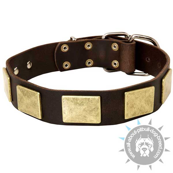 Leather Pitbull Collar with Massive Brass Plates