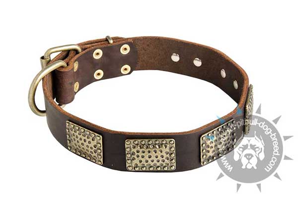 Decorated Leather Pitbull Collar with Massive Dotted Brass Plates