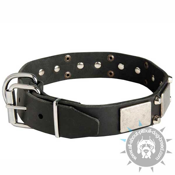 Leather Pitbull Collar Equipped with Nickel Plated Hardware
