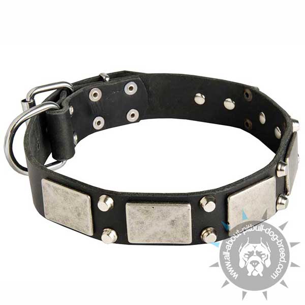 Leather Pitbull Collar Decorated with Nickel Plates and Cones