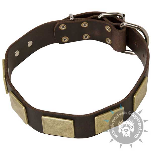 Leather Pitbull Collar with Riveted Brass Hardware