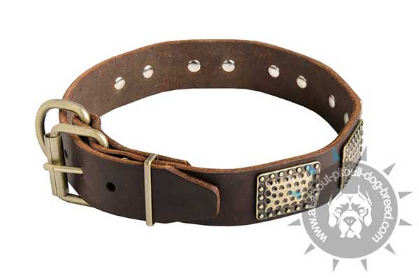 Decorated Leather Pitbull Collar with Riveted Plates