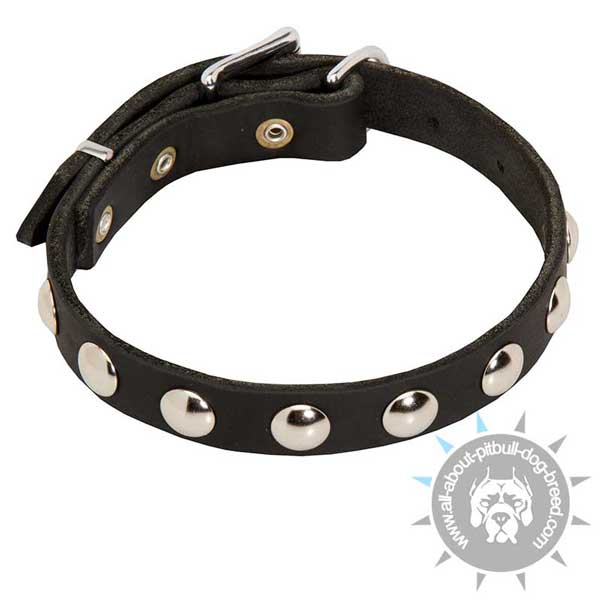 Decorated Leather Pitbull Collar with Silver Half-Ball Studs