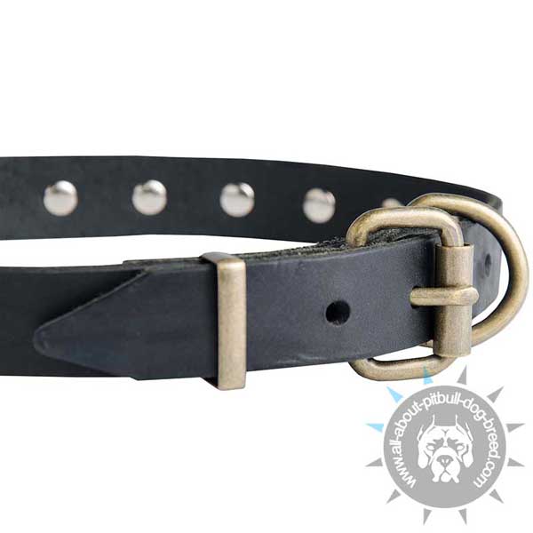 Leather Pitbull Collar with Strong Steel Old Brass Plated Buckle