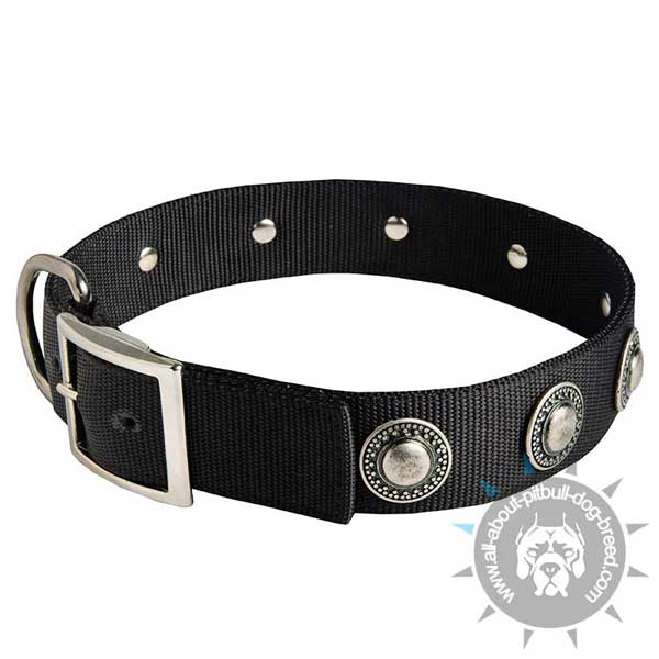 Nylon Pitbull Collar with Riveted Nickel Plated Conchos