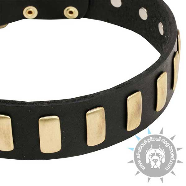 Genuine Leather Pitbull Collar with Brass Plates