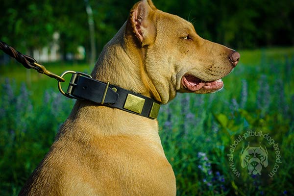 Handcrafted leather Pitbull collar