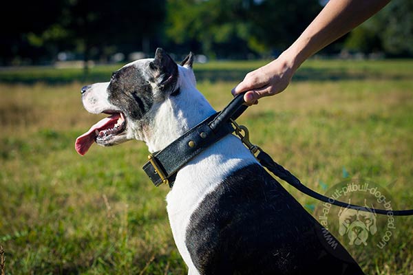 Strong Pitbull  collar with rust-resistant hardware 
