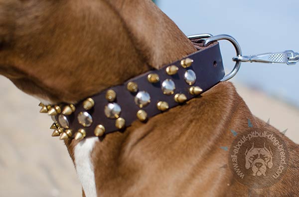Leather Pitbull collar with rust-resistant fittings