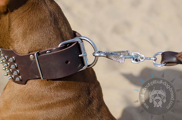Pitbull collar with easy to attach D-ring